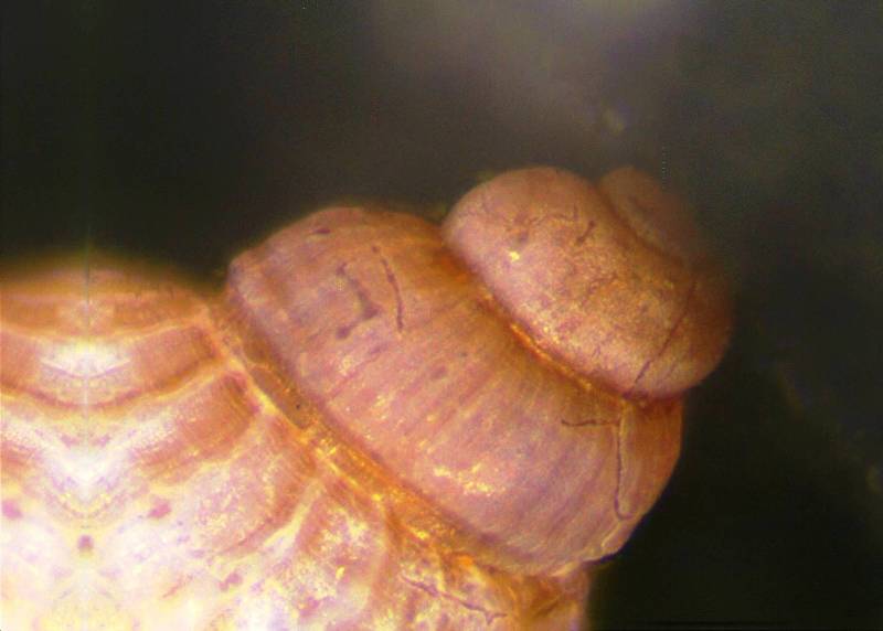 Alvania da determinare